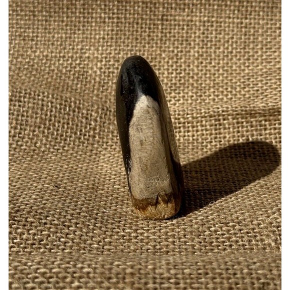 Petrified Wood From Indonesia 2.5" - Picture 10 of 12